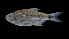  (Hyphessobrycon natagaima - CLIZ-2-027)  @11 [ ] Copyright (2019) Alejandro Mendez Lopez Instituto de Investigacion de Recursos Biologicos Alexander von Humboldt