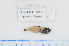  (Hygophum hygomii - 07-504)  @13 [ ] Unspecified (default): All Rights Reserved  Unspecified Unspecified