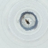  ( - CAMP_060_D3)  @11 [ ] by  Genome Research Ltd as Wellcome Sanger Institute Genome Research Limited operating as Wellcome Sanger Institute