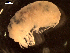  (Eurythenes maldoror - AB1-AMP1)  @11 [ ] CreativeCommons - Attribution Non-Commercial Share-Alike (2016) Inga Mohrbeck Senckenberg Forschungsinstitut und Naturmuseum