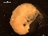  (Paralicella caperesca - AB1-AMP12)  @12 [ ] CreativeCommons - Attribution Non-Commercial Share-Alike (2014) Inga Mohrbeck Senckenberg, Dept. German Center for Marine Biodiversity Research