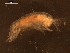  (Paralicella sp - AB1-AMP171)  @12 [ ] CreativeCommons - Attribution Non-Commercial Share-Alike (2014) Inga Mohrbeck Senckenberg, Dept. German Center for Marine Biodiversity Research