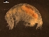  (Abyssorchomene chevreuxi - AB1-AMP226)  @12 [ ] CreativeCommons - Attribution Non-Commercial Share-Alike (2014) Inga Mohrbeck Senckenberg, Dept. German Center for Marine Biodiversity Research