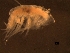  ( - AB1-AMP296)  @12 [ ] CreativeCommons - Attribution Non-Commercial Share-Alike (2014) Inga Mohrbeck Senckenberg, Dept. German Center for Marine Biodiversity Research