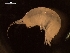  (Valettiopsidae - AB1-AMP4)  @12 [ ] CreativeCommons - Attribution Non-Commercial Share-Alike (2014) Inga Mohrbeck Senckenberg, Dept. German Center for Marine Biodiversity Research