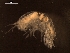  ( - AB1-AMP544)  @12 [ ] CreativeCommons - Attribution Non-Commercial Share-Alike (2014) Inga Mohrbeck Senckenberg, Dept. German Center for Marine Biodiversity Research