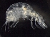  ( - AB1-AMP614)  @12 [ ] CreativeCommons - Attribution Non-Commercial Share-Alike (2014) Inga Mohrbeck Senckenberg, Dept. German Center for Marine Biodiversity Research