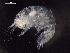  ( - AB1-AMP625)  @12 [ ] CreativeCommons - Attribution Non-Commercial Share-Alike (2014) Inga Mohrbeck Senckenberg, Dept. German Center for Marine Biodiversity Research