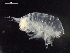  ( - AB1-AMP629)  @12 [ ] CreativeCommons - Attribution Non-Commercial Share-Alike (2014) Inga Mohrbeck Senckenberg, Dept. German Center for Marine Biodiversity Research