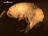  ( - AB1-AMP63)  @12 [ ] CreativeCommons - Attribution Non-Commercial Share-Alike (2014) Inga Mohrbeck Senckenberg, Dept. German Center for Marine Biodiversity Research