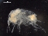  ( - AB1-AMP630)  @12 [ ] CreativeCommons - Attribution Non-Commercial Share-Alike (2014) Inga Mohrbeck Senckenberg, Dept. German Center for Marine Biodiversity Research