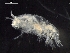  ( - AB1-AMP637)  @12 [ ] CreativeCommons - Attribution Non-Commercial Share-Alike (2014) Inga Mohrbeck Senckenberg, Dept. German Center for Marine Biodiversity Research
