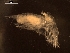  (Paralicella caperesca - AB1-AMP657)  @12 [ ] CreativeCommons - Attribution Non-Commercial Share-Alike (2014) Inga Mohrbeck Senckenberg, Dept. German Center for Marine Biodiversity Research