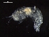  ( - AB1-AMP672)  @12 [ ] CreativeCommons - Attribution Non-Commercial Share-Alike (2014) Inga Mohrbeck Senckenberg, Dept. German Center for Marine Biodiversity Research