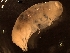  (Abyssorchomene distinctus - AB1-AMP8)  @12 [ ] CreativeCommons - Attribution Non-Commercial Share-Alike (2014) Inga Mohrbeck Senckenberg, Dept. German Center for Marine Biodiversity Research