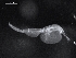  ( - AB2-AMP680)  @11 [ ] CreativeCommons - Attribution Non-Commercial Share-Alike (2015) Inga Mohrbeck Senckenberg, Dept. German Center for Marine Biodiversity Research