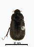  ( - ww04292)  @13 [ ] CreativeCommons - Attribution Non-Commercial Share-Alike (2017) Andrew Mitchell Australian Museum
