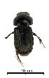  (Acrossidius tasmaniae - ww04311)  @13 [ ] CreativeCommons - Attribution Non-Commercial Share-Alike (2017) Andrew Mitchell Australian Museum