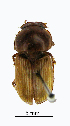  ( - ww04335)  @13 [ ] CreativeCommons - Attribution Non-Commercial Share-Alike (2017) Andrew Mitchell Australian Museum