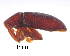 (Schizomicrus - CNCCOLVG00011157)  @11 [ ] c (2021) Vasily Grebennikov CFIA