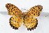  (Argynnis hyperbius - SCBP1473)  @14 [ ] Unspecified (default): All Rights Reserved (2015) Unspecified Unspecified