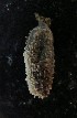  (Thyonella sp. NEGV5 - ECOSUR-OH-E0146)  @11 [ ] CreativeCommons  Attribution Non-Commercial (by-nc)  Unspecified Unspecified