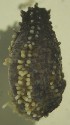  (Thyonella sp. NEGV4 - ECOSUR-OH-E0151)  @11 [ ] CreativeCommons  Attribution Non-Commercial (by-nc)  Unspecified Unspecified