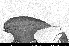  ( - SMNS_HYM_Sce_002679)  @11 [ ] CreativeCommons - Attribution Share-Alike (2024) Unspecified Florida Department of Agriculture and Consumer Services, Division of Plant Industry