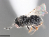  (Hadronotus muscaeformis - SMNS_HYM_Sce_002600)  @11 [ ] CreativeCommons - Attribution Share-Alike (2024) Unspecified Florida Department of Agriculture and Consumer Services, Division of Plant Industry
