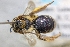  ( - CNC390019)  @11 [ ] by-sa - CreativeCommons - Attribution Share-Alike  Unspecified Canadian National Collection of Insects, Arachnids and Nematodes
