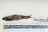 (Notoscopelus bolini - 08-003)  @13 [ ] Unspecified (default): All Rights Reserved  Unspecified Unspecified