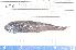  (Myctophum affine - 08-093)  @13 [ ] Unspecified (default): All Rights Reserved  Unspecified Unspecified