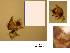  (Phronia reducta - DIPT-JS-2015-0272)  @11 [ ] CreativeCommons - Attribution Non-Commercial (2016) Marko Mutanen University of Oulu