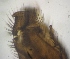  ( - DIPT-JS-2016-0172)  @11 [ ] CreativeCommons - Attribution Non-Commercial (2016) Marko Mutanen University of Oulu
