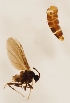  (Colobostema sp. female - DIPT-JS-2016-0588)  @11 [ ] CreativeCommons - Attribution Non-Commercial (2016) Marko Mutanen University of Oulu