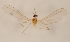  (Rostratyla - DIPT-JS-2016-0598)  @11 [ ] CreativeCommons - Attribution Non-Commercial (2016) Marko Mutanen University of Oulu