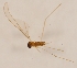  (Serratyla spinosa - DIPT-JS-2016-0606)  @11 [ ] CreativeCommons - Attribution Non-Commercial (2016) Marko Mutanen University of Oulu