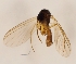  (Trichonta nigritula - DIPT-JS-2016-0625)  @11 [ ] CreativeCommons - Attribution Non-Commercial (2016) Marko Mutanen University of Oulu