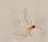  (Neocolpodia - DIPT-JS-2016-0632)  @11 [ ] CreativeCommons - Attribution Non-Commercial (2016) Marko Mutanen University of Oulu