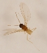  (Aprionus arcticus - DIPT-JS-2016-0633)  @11 [ ] CreativeCommons - Attribution Non-Commercial (2016) Marko Mutanen University of Oulu