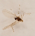  (Spungisomyia - DIPT-JS-2016-0638)  @11 [ ] CreativeCommons - Attribution Non-Commercial (2016) Marko Mutanen University of Oulu