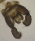  ( - JS-COI-2016-0026)  @11 [ ] CreativeCommons - Attribution Non-Commercial (2016) Marko Mutanen University of Oulu