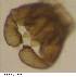  (Winnertzia bulbifera - JS-COI-2016-0253)  @11 [ ] CreativeCommons - Attribution Non-Commercial (2016) Marko Mutanen University of Oulu