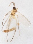  (Boletina dubia - MYCE-JS-2012-0022)  @11 [ ] CreativeCommons - Attribution Non-Commercial (2015) Marko Mutanen University of Oulu