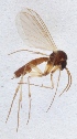  (Trichonta paraterminalis - MYCE-NV-2013-0152)  @11 [ ] CreativeCommons - Attribution Non-Commercial (2015) Marko Mutanen University of Oulu