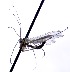  (Macrocera estonica - MYC_AP_00054)  @11 [ ] by-nc (2021) Unspecified Forest Research Institute, Petrozavodsk