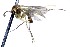  (Trichonta generosa - MYC_AP_00076)  @11 [ ] by-nc (2021) Unspecified Forest Research Institute, Petrozavodsk