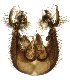  (Phronia cornuta - NVO.LMM-Myc-1797)  @11 [ ] by-nc (2021) Unspecified Regional Museum of Lapland, Rovaniemi