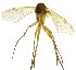  ( - NVO.LMM-Myc-1816)  @11 [ ] by-nc (2021) Unspecified Regional Museum of Lapland, Rovaniemi