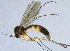  (Exechia JKJ-spC - NVO.LMM-Myc-2135)  @11 [ ] by-nc (2021) Unspecified Regional Museum of Lapland, Rovaniemi